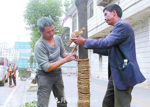 園林綠化中草繩繞樹(shù)干的長(zhǎng)度和用量怎么計(jì)算(圖2)