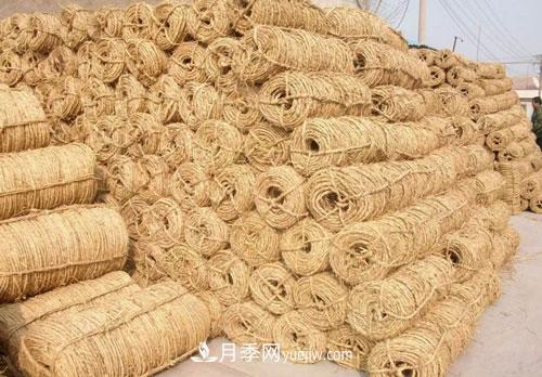 園林綠化中草繩繞樹(shù)干的長(zhǎng)度和用量怎么計(jì)算(圖3)