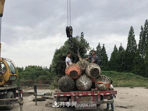 月季、苗木、樹木移栽怎樣不垮土？(圖3)