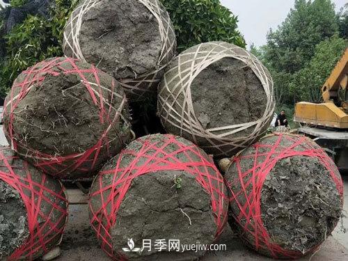 月季、苗木、樹木移栽怎樣不垮土？(圖1)