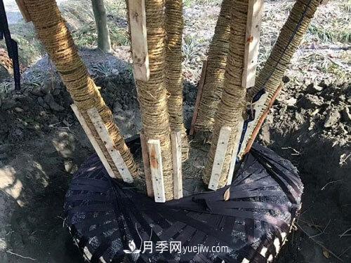 月季、苗木、樹木移栽怎樣不垮土？(圖2)