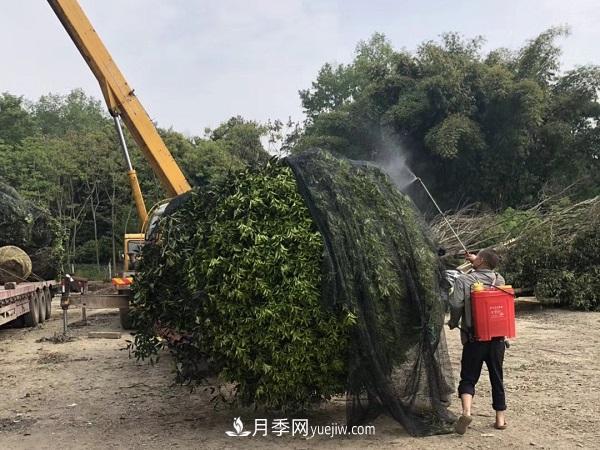 南陽桂花基地，桂花移植的***佳時機是什么時候(圖3)