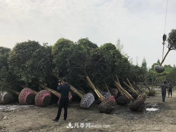 南陽桂花基地，桂花移植的***佳時機是什么時候(圖2)