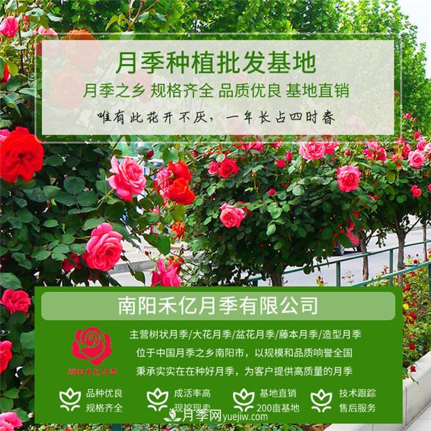 批發(fā)南陽(yáng)月季，就選擇南陽(yáng)禾億月季基地，放心(圖1)