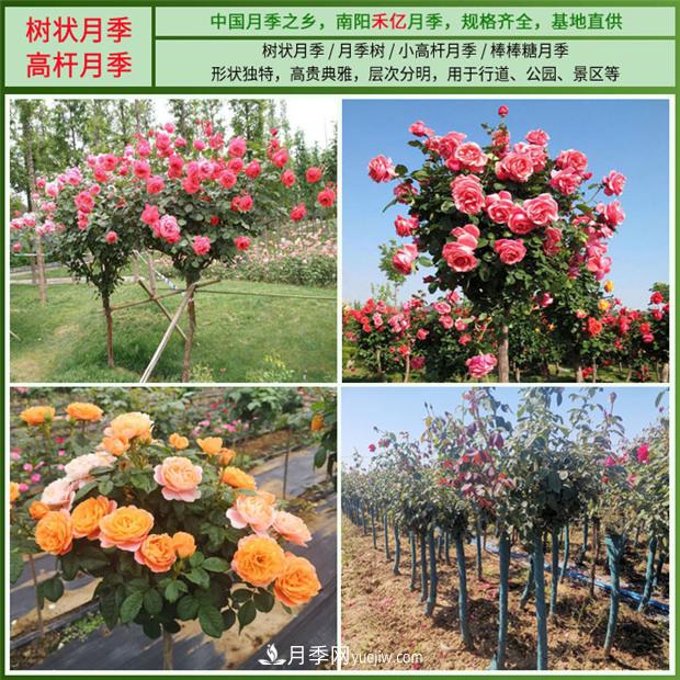 批發(fā)南陽(yáng)月季，就選擇南陽(yáng)禾億月季基地，放心(圖2)