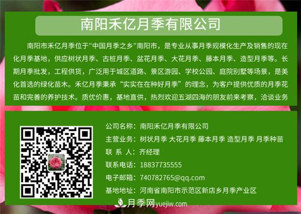 批發(fā)南陽(yáng)月季，就選擇南陽(yáng)禾億月季基地，放心(圖6)