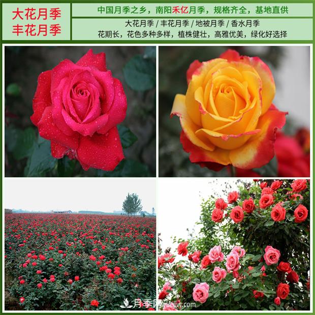 批發(fā)南陽(yáng)月季，就選擇南陽(yáng)禾億月季基地，放心(圖3)