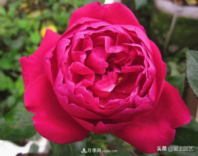 4種款又香又美，還好吃的月季花品種(圖1)