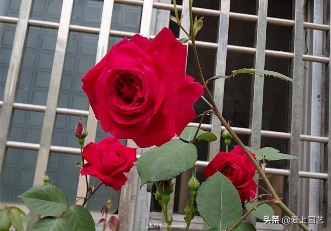 4種款又香又美，還好吃的月季花品種(圖3)