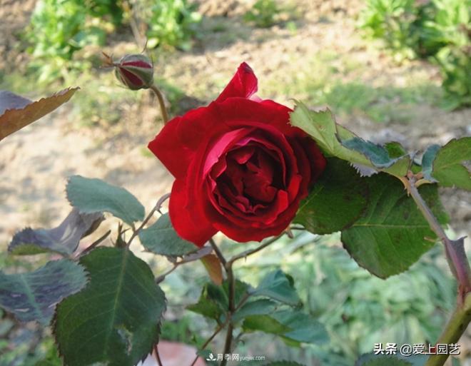 4種款又香又美，還好吃的月季花品種(圖4)