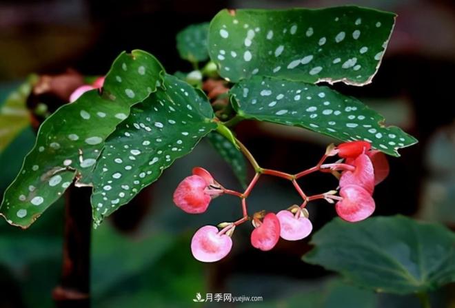 網(wǎng)紅花卉之鱒魚秋海棠，葉奇花美，如何進(jìn)行日常養(yǎng)護(hù)(圖1)