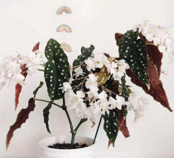 網(wǎng)紅花卉之鱒魚秋海棠，葉奇花美，如何進(jìn)行日常養(yǎng)護(hù)(圖2)
