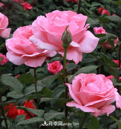 陽臺養(yǎng)殖盆栽月季的方法和注意事項(xiàng)！(圖3)