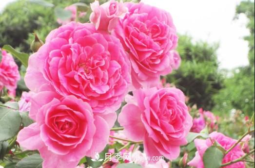 陽臺養(yǎng)殖盆栽月季的方法和注意事項(xiàng)！(圖2)