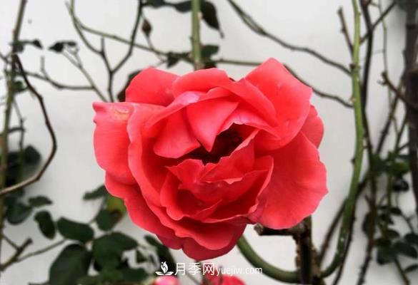 連云港市海州街道，月季好比臘梅花(圖1)