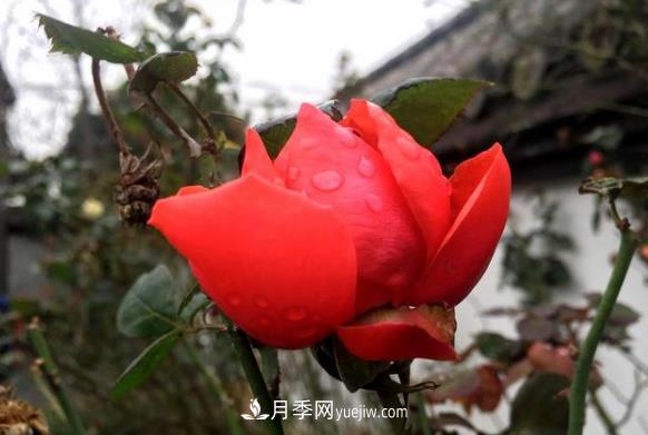 連云港市海州街道，月季好比臘梅花(圖2)