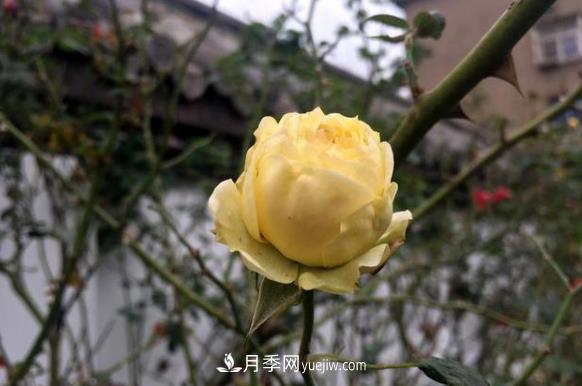 連云港市海州街道，月季好比臘梅花(圖3)