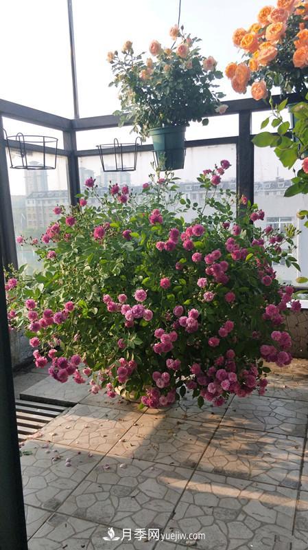 甜蜜馬車(chē)月季，花朵又美又香，四季持續(xù)開(kāi)花，值得擁有(圖3)
