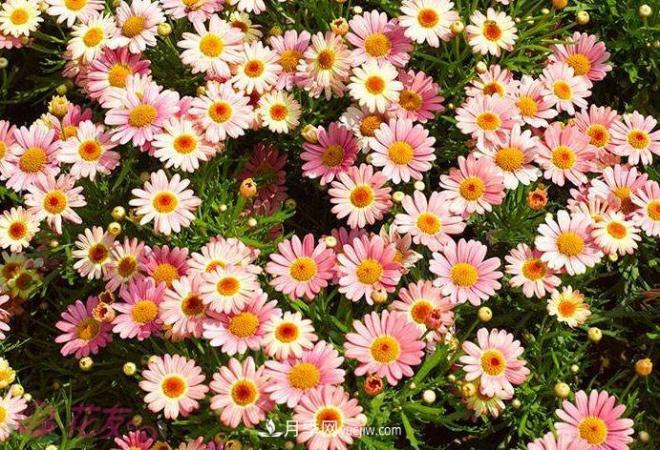 瑪格麗特花能活幾年？怎么買一棵活百年？(圖1)