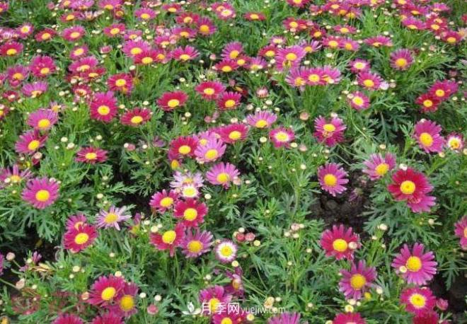 瑪格麗特花能活幾年？怎么買一棵活百年？(圖2)