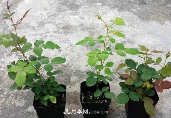 盆栽月季小苗快速發(fā)芽長筍，生根才是唯一重要的(圖1)