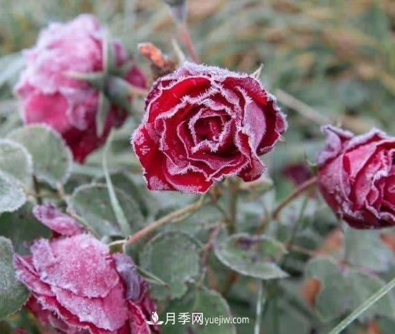 盆栽月季花冬季管理必知，修剪、防凍、防風(圖1)