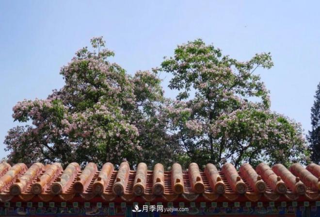 2021年楸樹需求量將爆發(fā)式增長，苗木人可占據(jù)商機(jī)(圖3)