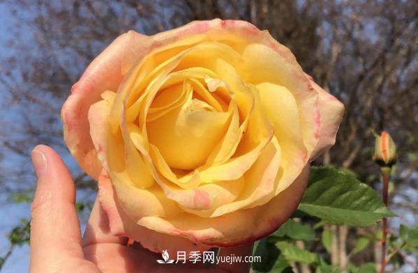 癡迷花花草草，月季讓我愛不釋手(圖1)