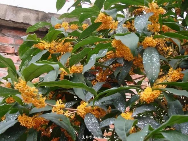 南陽桂花多達(dá)45個品種，漲知識了(圖2)