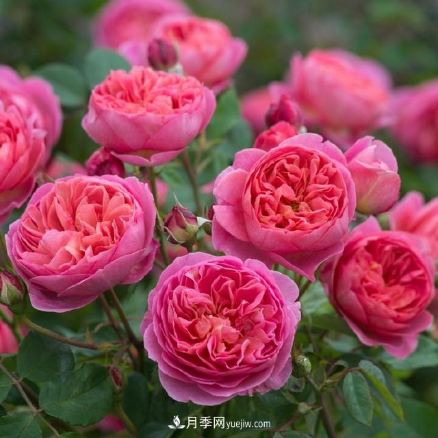 熱銷的8種灌木月季品種，沒養(yǎng)的都后悔了(圖1)