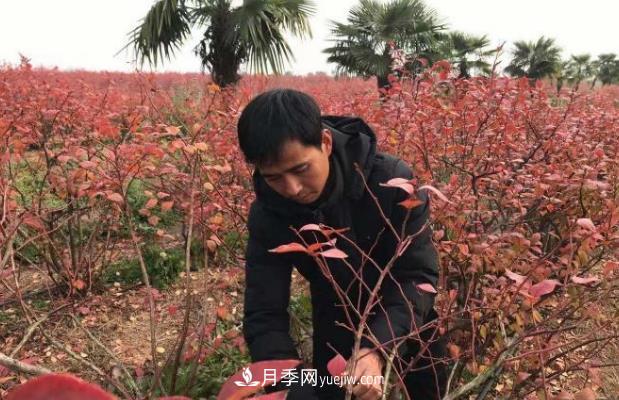 安徽鳳陽：一村一品特色種植業(yè) 種出幸?；?圖1)
