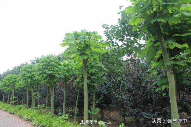 園林綠化中常用的法國梧桐，與古人詩詞中的梧桐是一種樹么？(圖2)