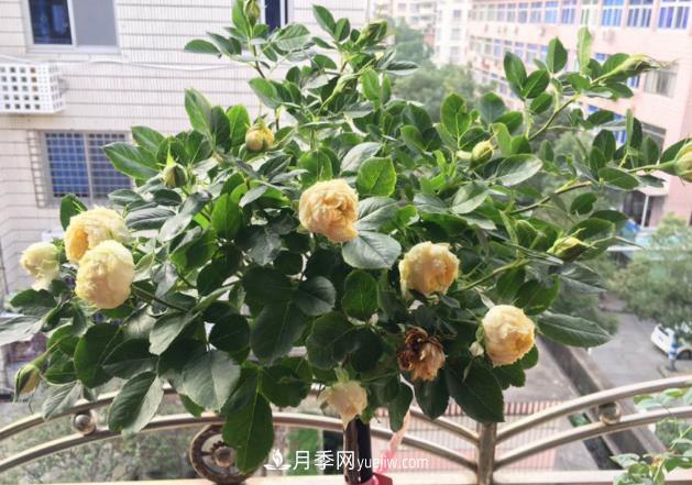 棒棒糖月季樹你見過沒，“口味”眾多，顏值高得過分(圖2)