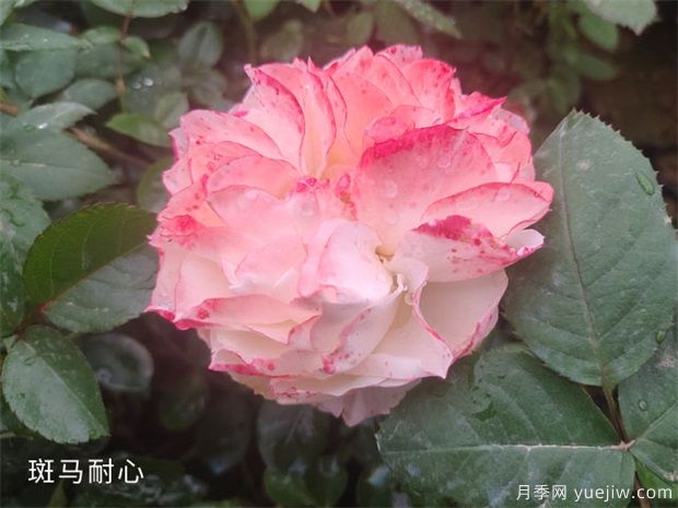 養(yǎng)盆栽月季的幾點(diǎn)修剪技巧，這三點(diǎn)來看看吧(圖1)