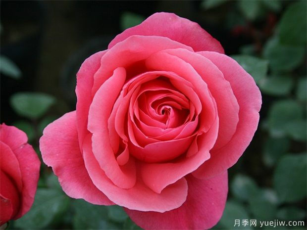 大花地栽月季，哪三點養(yǎng)護不可少呢？(圖1)