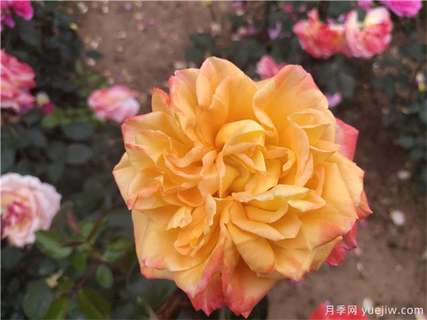 樹狀月季為什么會(huì)變形？應(yīng)該如何避免？(圖1)