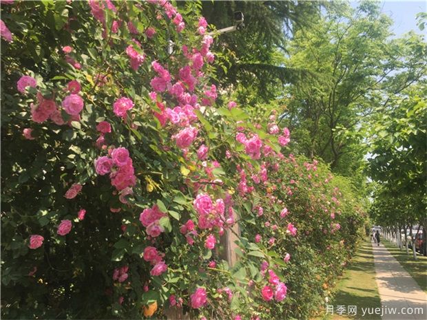 可以在冬季觀(guān)賞的樹(shù)種推薦，彩色苗木受歡迎(圖1)