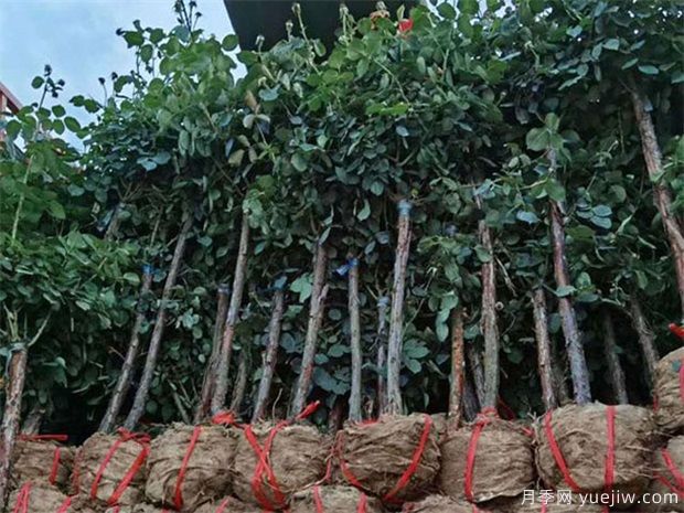 月季樹取苗土球該多大合適呢？園林綠化施工挖樹穴也有大講究(圖1)