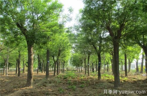 南陽(yáng)速生國(guó)槐半冠、裸根定干、全冠樹的參考價(jià)格(圖1)