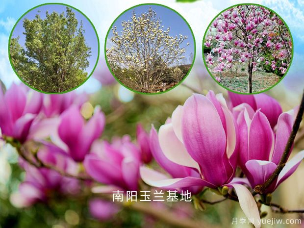 南陽玉蘭的文化花語，玉蘭哪個(gè)品種好看(圖1)