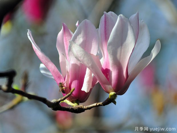 二喬玉蘭的開花時(shí)間？二喬玉蘭的養(yǎng)殖方法(圖1)