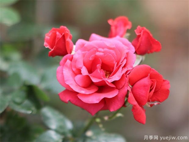 藤本月季什么養(yǎng)？(圖1)