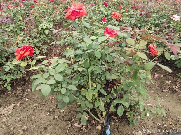 埋盆越冬的月季什么時(shí)候出土好？(圖1)