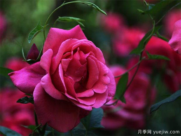 怎樣使月季冬季開花？(圖1)
