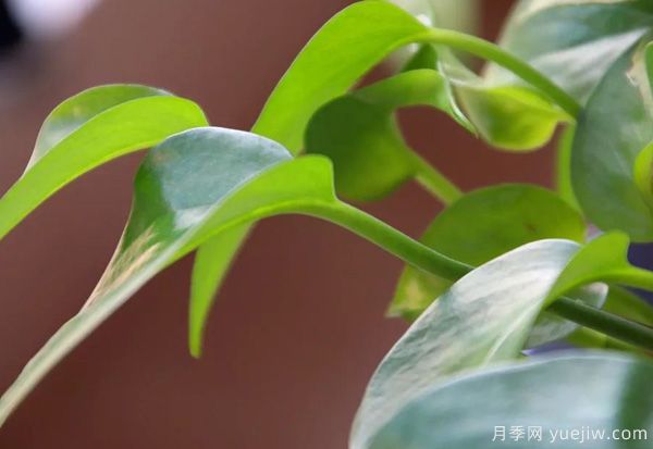 家中常見的這6種花草都有毒，平時養(yǎng)護要小心(圖1)