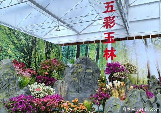 花開八桂壯美廣西，第二屆廣西花卉苗木交易會(huì)開幕(圖2)