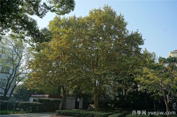 五角楓與元寶楓如何區(qū)別？三個(gè)方面輕松分辨(圖2)