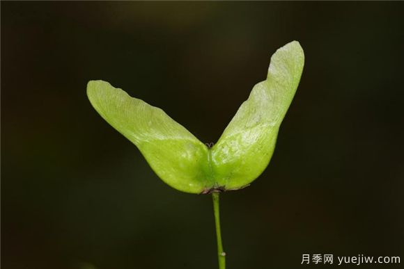 五角楓與元寶楓如何區(qū)別？三個(gè)方面輕松分辨(圖5)