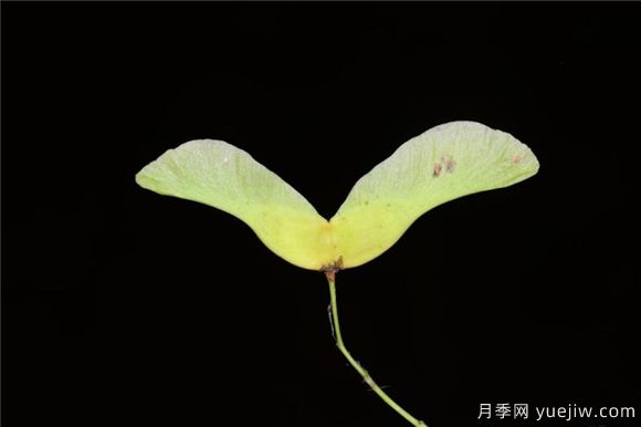五角楓與元寶楓如何區(qū)別？三個(gè)方面輕松分辨(圖6)