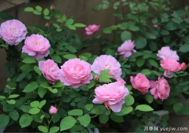 月季花種子播種，月季花養(yǎng)殖方法(圖1)
